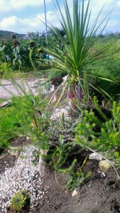 Banksia in the foreground