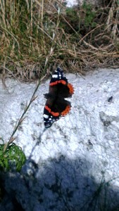 Red Admiral - It's hard to snap them landed, they dart about so much