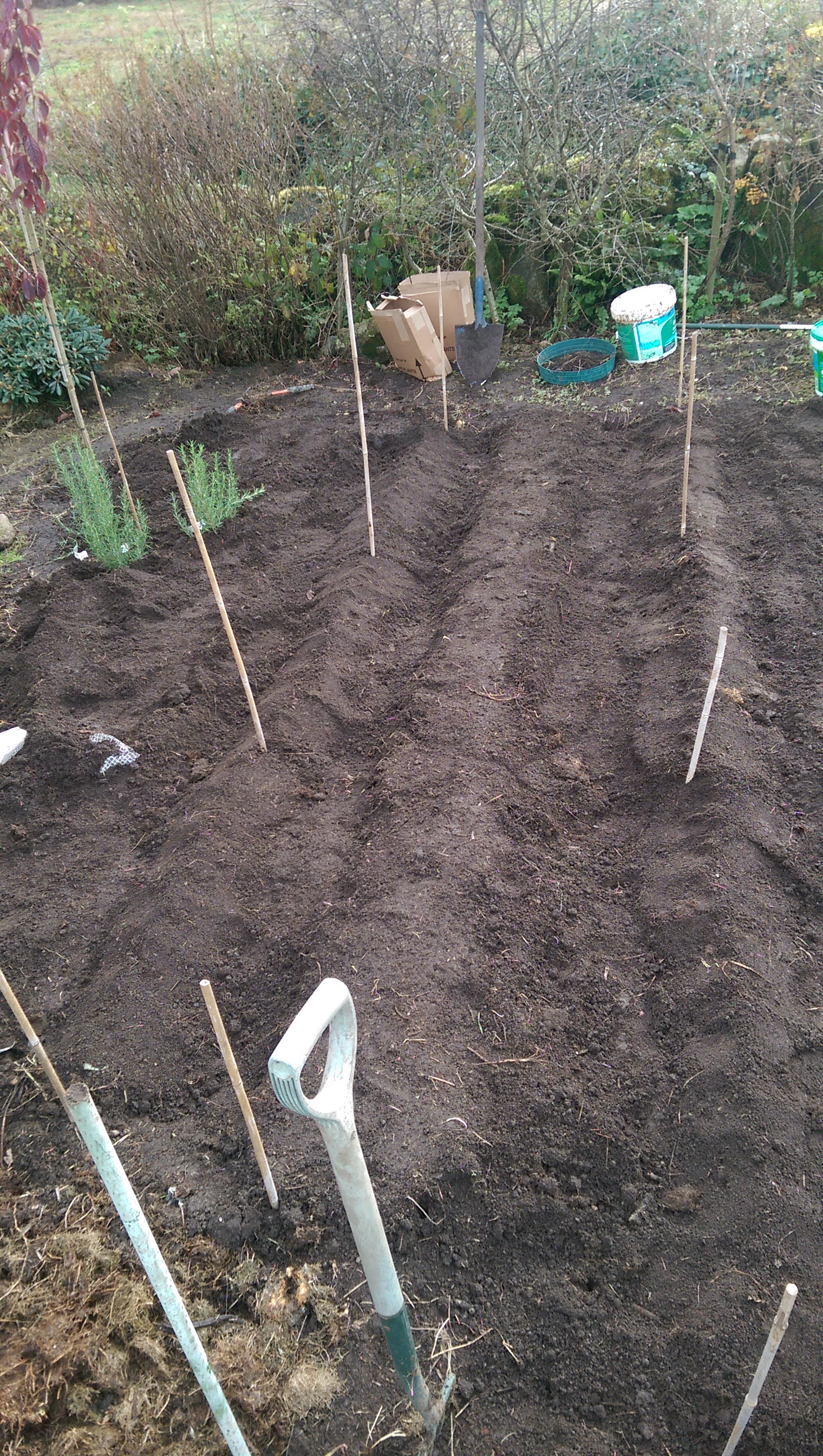 Asparagus put to bed